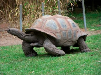 Turtle World: antes
